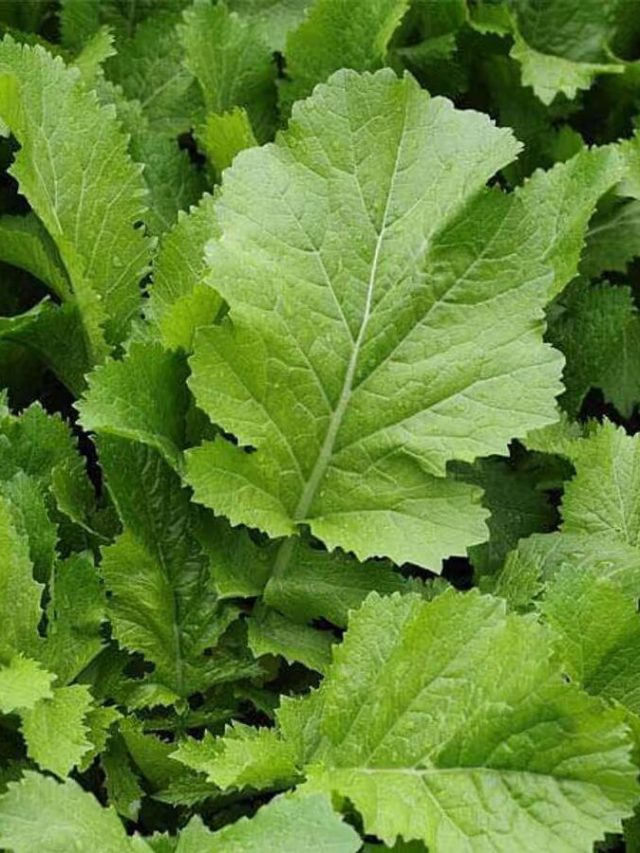 সস্তার এই শাকে শীতেও থাকবেন পুরো ফিট, জানুন খাওয়ার নিয়ম