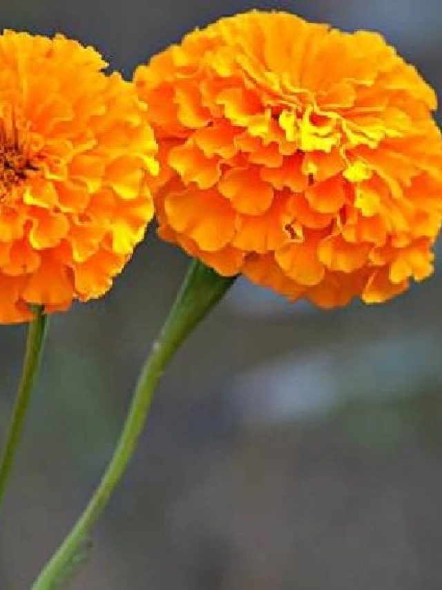 মুখে লাগান গাঁদা ফুল, রূপ-যৌবন বাড়বে রাতারাতি, কীভাবে মাখবেন, জানুন