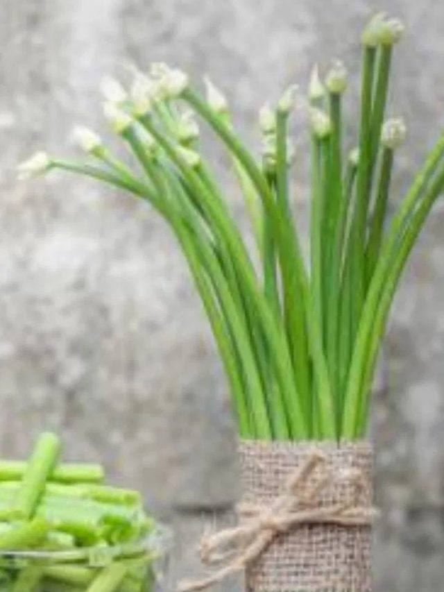 পেঁয়াজকলির ইংরেজি কী? অনেক শিক্ষিত মানুষও জানেন না