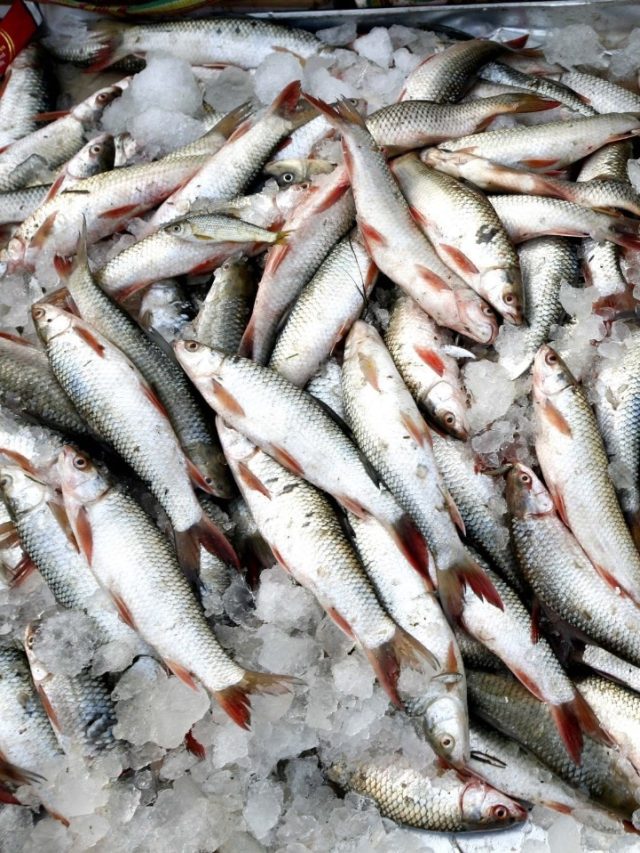 কোলেস্টেরল থাকবে বশে, পাতে রাখুন এসব মাছ