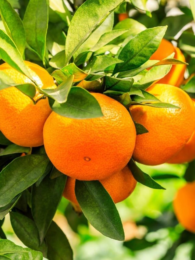 এটা আসল দার্জিলিংয়ের কমলা, চিনবেন এভাবে