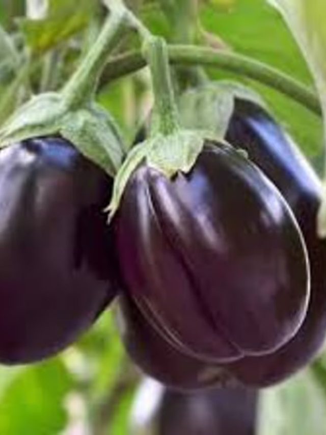 এরা ভুলেও খাবেন না বেগুন, হতে পারে চরম ক্ষতি