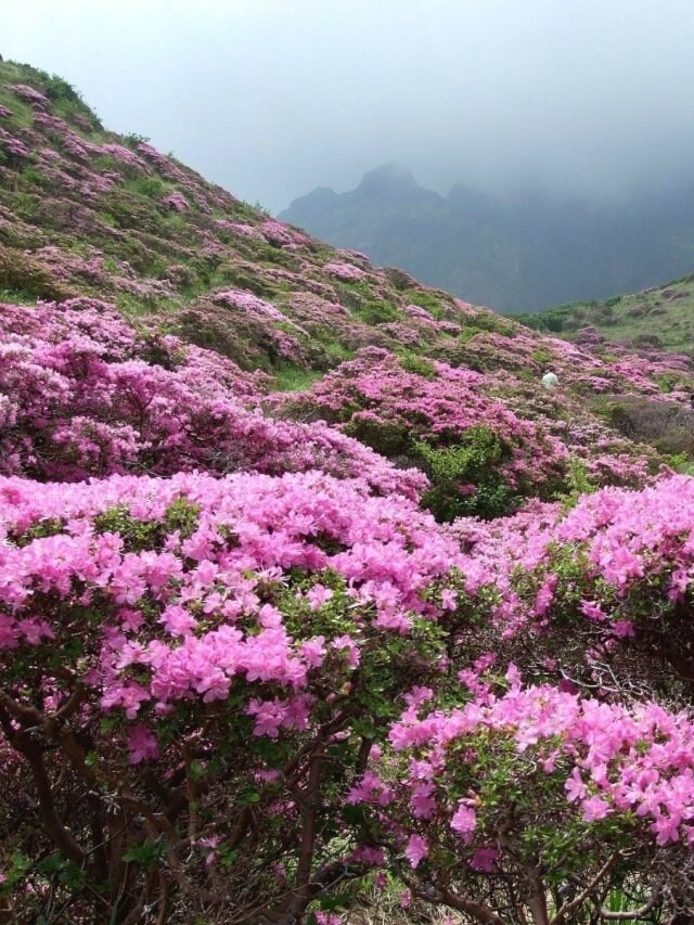 সিকিম-দার্জিলিংয়ে এই ফুলের টানে ভিড় জমান পর্যটকরা