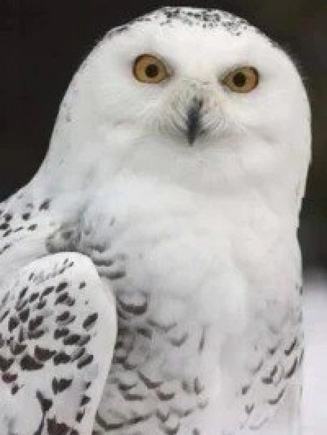 দিনে পেঁচা দেখলে কী হয়, শাস্ত্র বলছে