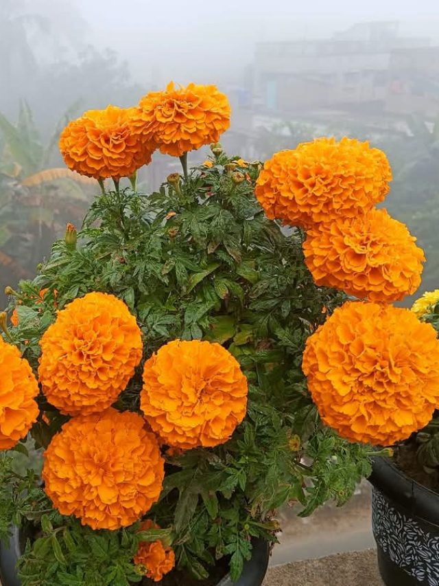 কতটা সর্ষের খোল কতদিন পচিয়ে ফুলগাছে দেবেন? অনেকেই জানেন না