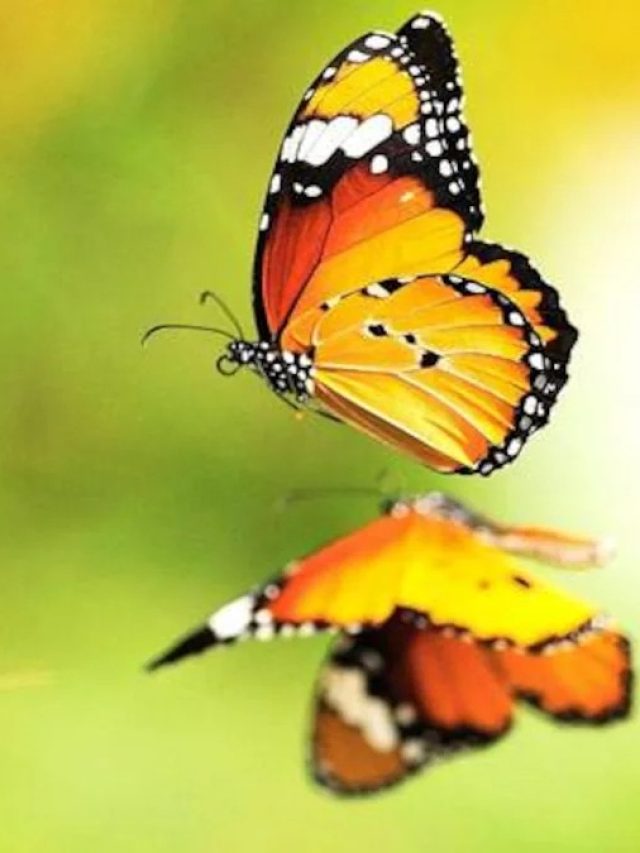 ঘরে প্রজাপতি ঢুকলে এসব হয়, জেনে রাখুন