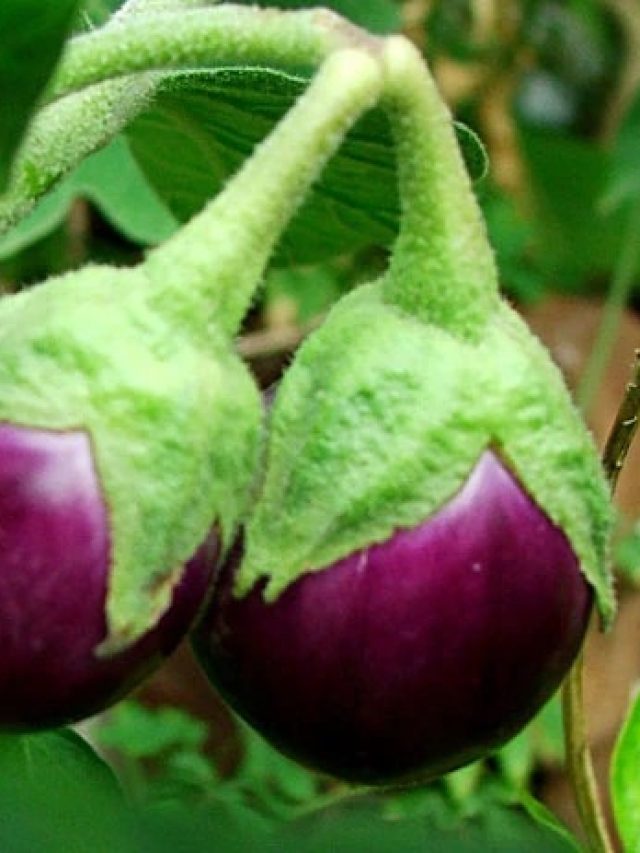 বড় বড় বেগুন হবে ঘরের টবেই,  শুধু মেশান এই সার