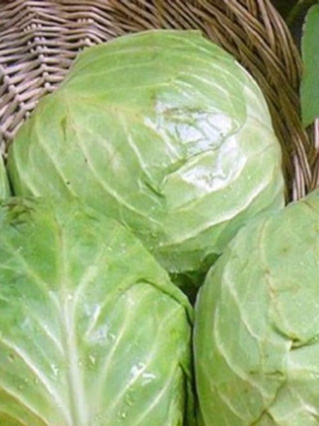 বাঁধাকপি খেলেই বিপদ, কারা ঘুণাক্ষরেও খাবেন না, জেনে রাখুন