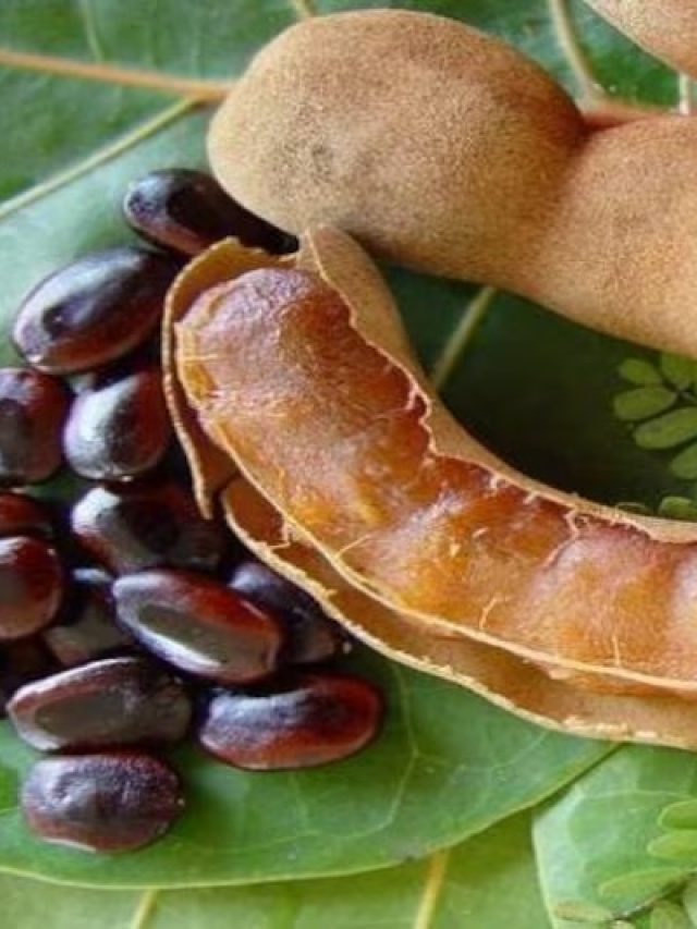 বুড়োও থাকবে জোয়ান, মুখে শুধু ফেলে দিন ২টো তেঁতুল বীজ