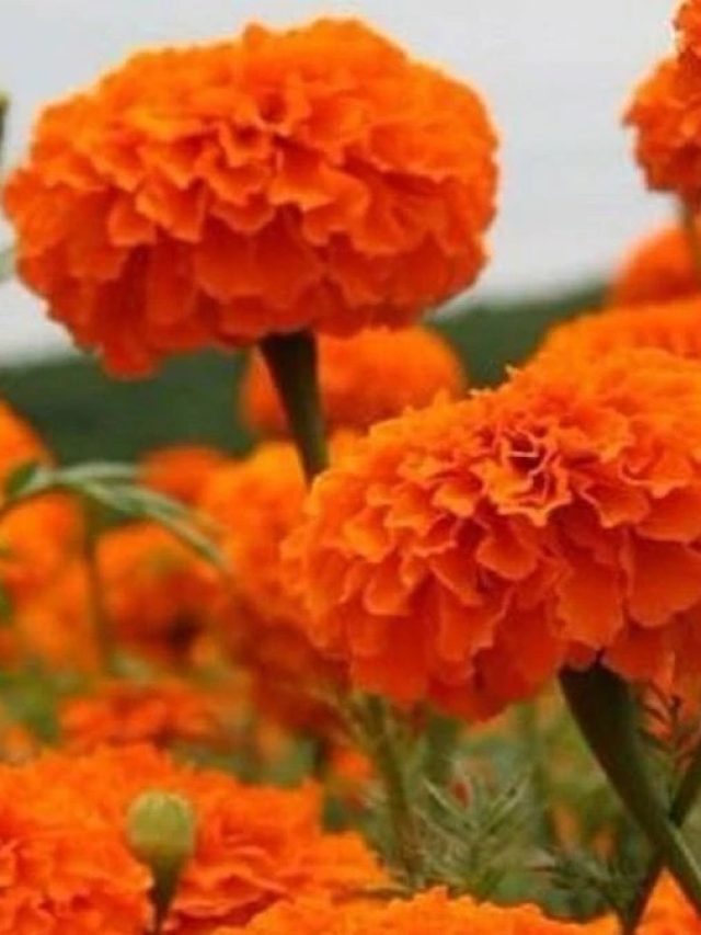 ১টা গাঁদা ফুলের এই টোটকাতেই ধনলাভ, সুখ উপচে পড়বে