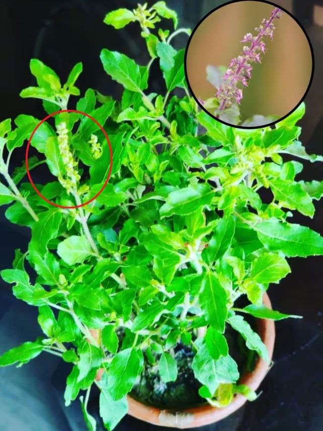 তুলসী মঞ্জরি দিয়ে করুন এই কাজ, হু হু করে বাড়বে ব্যাঙ্ক ব্যালেন্স