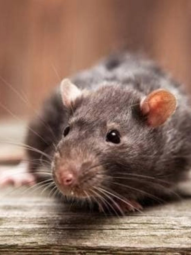 পাঁই পাঁই করে  পালাবে ইঁদুর, ঘরে শুধু রেখে দিন  এই মশলা