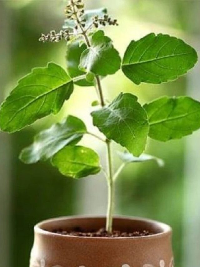 মুখ হবে মাখনের মতো মোলায়েম, শুধু লাগবে তুলসী পাতা, কীভাবে মাখবেন, জানুন