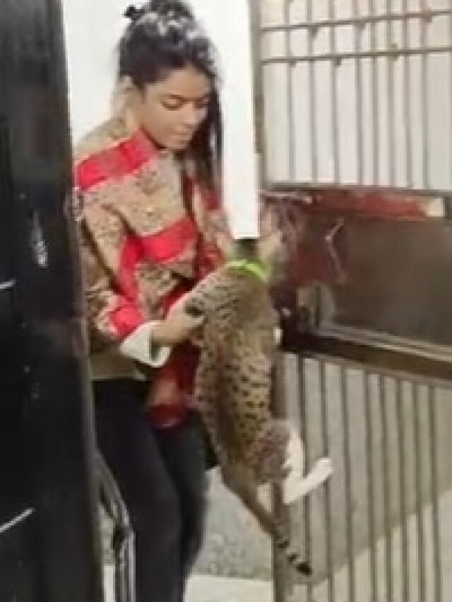 Video: कभी देखी है ऐसी बिल्ली... मालिक के लिए घर का गेट भी खोले और...