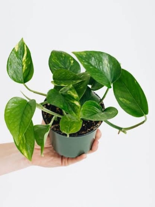 রান্নাঘরে মানি প্ল্যান্ট রাখা শুভ না অশুভ? বাস্তুবিদের টিপস