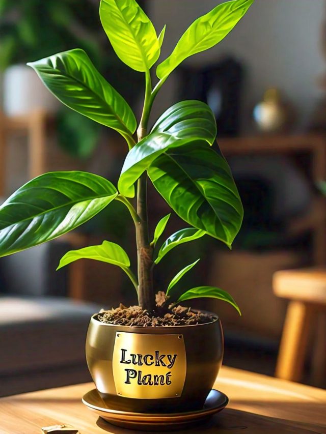 নতুন বছরে এই ৫ গাছ আনুন, অর্থ-সৌভাগ্য উপচে পড়বে সংসারে