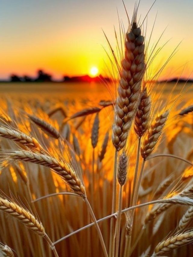 गेहूं की बुवाई के बाद किसान इन बातों का रखें ध्यान, बंपर होगी फसल