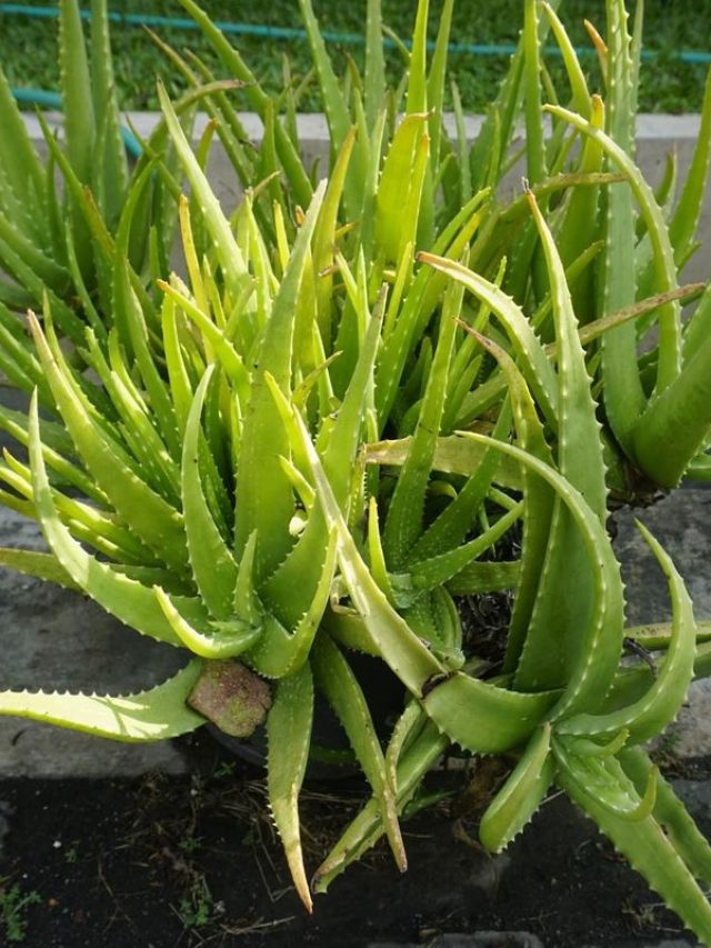 ২০২৫ সালে টাকার অভাব হবে না, বাস্তু মেনে অ্যালোভেরা গাছ রাখুন এদিকে