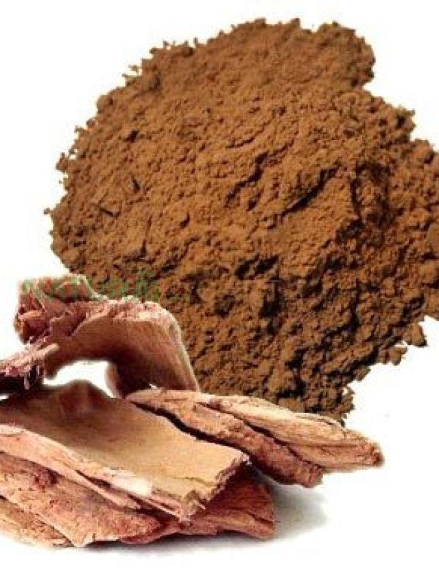 অর্জুন গাছের ছাল নিয়মিত খেলে এসব হয়, জেনে নিন