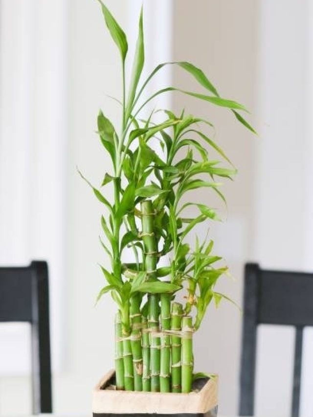 घर में लगाएं ये 3 शुभ पौधे, चुंबक की तरह खिंचा आएगा धन