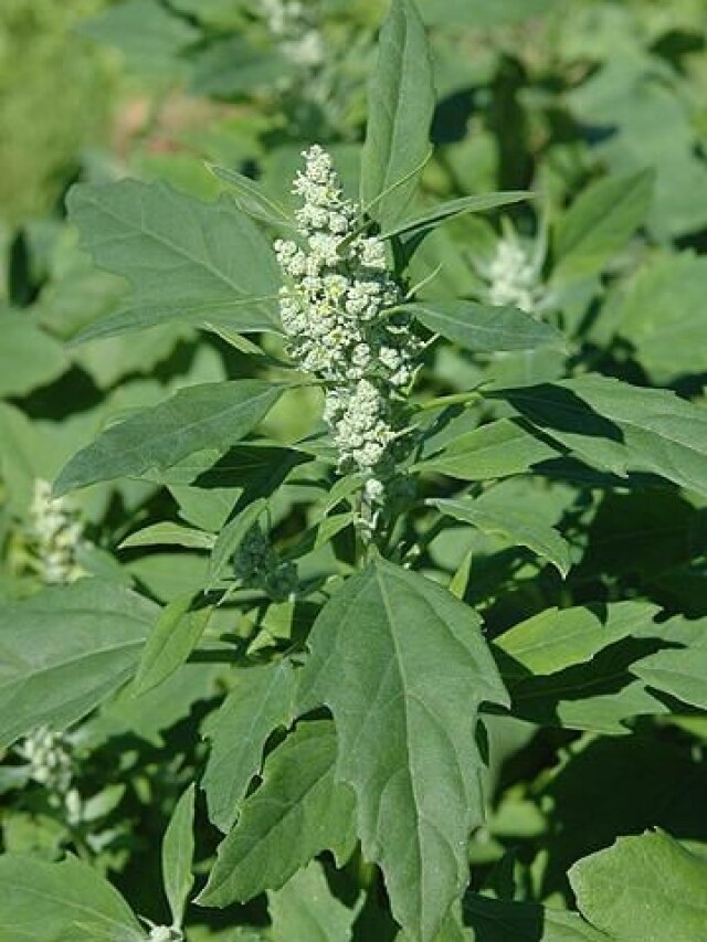 गमले में ऐसे उगाएं बथुआ, सेहत के लिए फायदेमंद है ये हरा साग