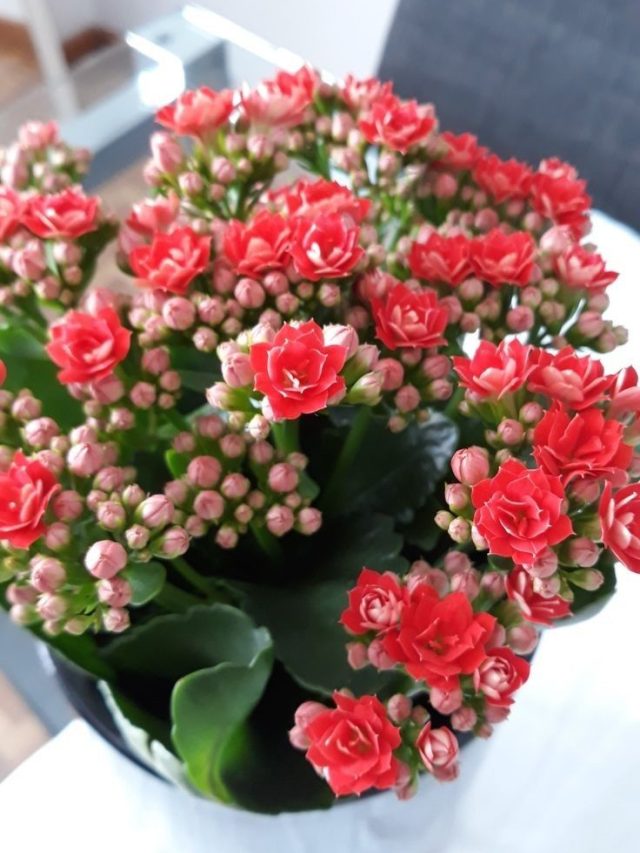 घर को सजाने के लिए लगाएं कलांचो का पौधा, जान लें तरीका