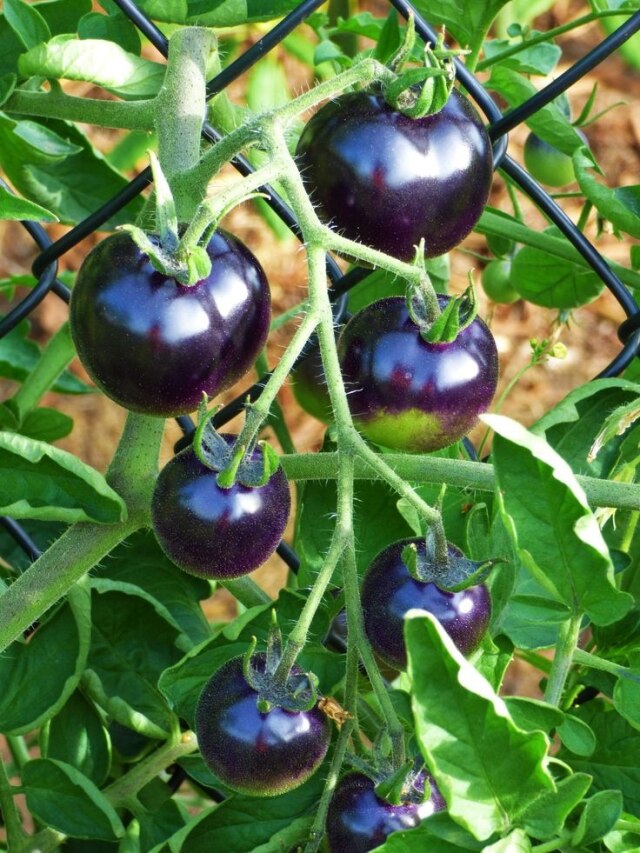 काले टमाटर की खेती करके लाखों रुपये कमा सकते हैं किसान, जान लें सही तरीका