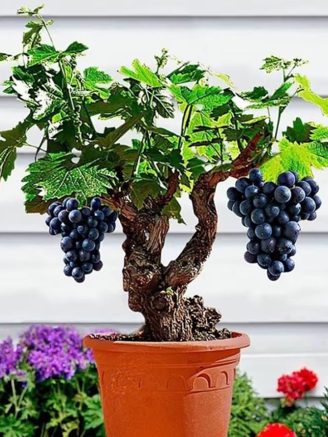 থোকা থোকা আঙুর হবে বাড়ির টবেই! শীতকালে ভাল ফল ফলানোর টিপস