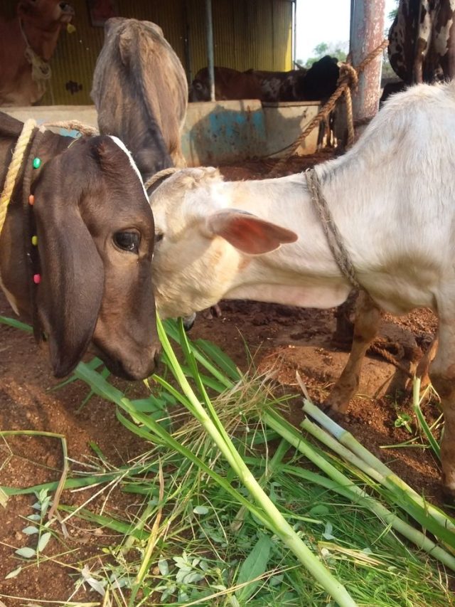 सर्दियों में गाय-भैंस को खिलाएं ये चारा, बढ़ जाएगा दूध उत्पादन 