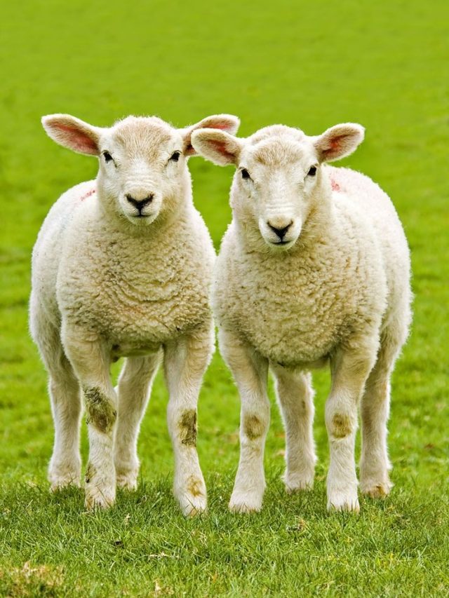 सिर्फ 1 लाख से शुरू करें भेड़ पालन का बिजनेस, एक साल में हो जाएंगे मालामाल