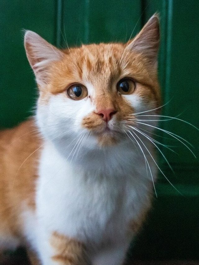 পৃথিবী থেকে সব বিড়াল উধাও হয়ে গেলে কী হবে? জানলে দুরছাই করবেন না