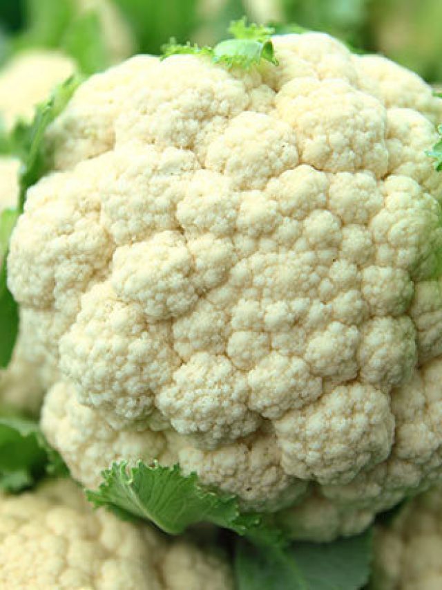 ফুলকপি খেলেই মরবেন, শীতকালে ভুলে যান এই সবজিকে