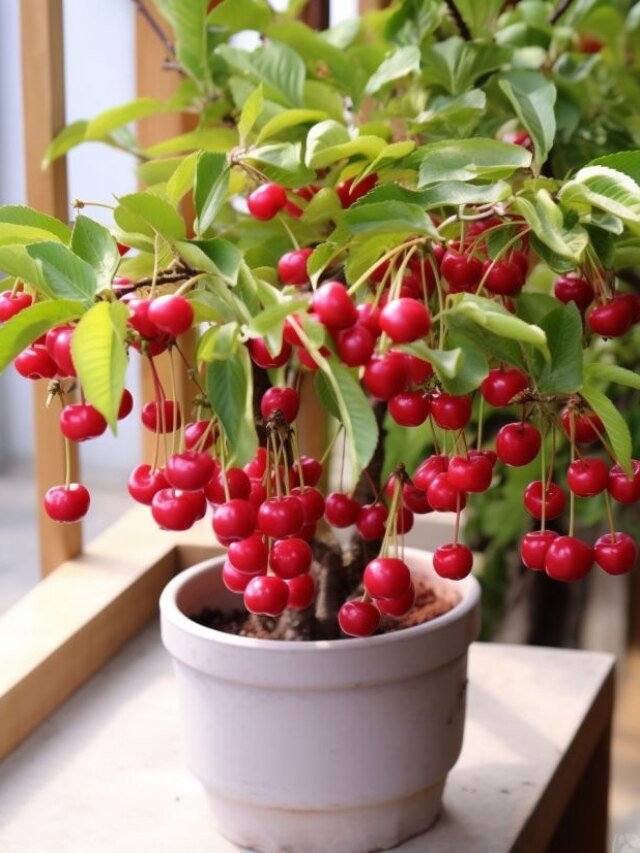 गमले में भी उगाया जा सकता है चेरी का पौधा, फॉलो करें ये पूरा प्रोसेस
