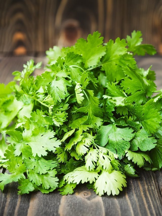 বাঁচতে চাইলে ছাড়ুন ধনেপাতা খাওয়া, এঁরা খাবেন না একদম