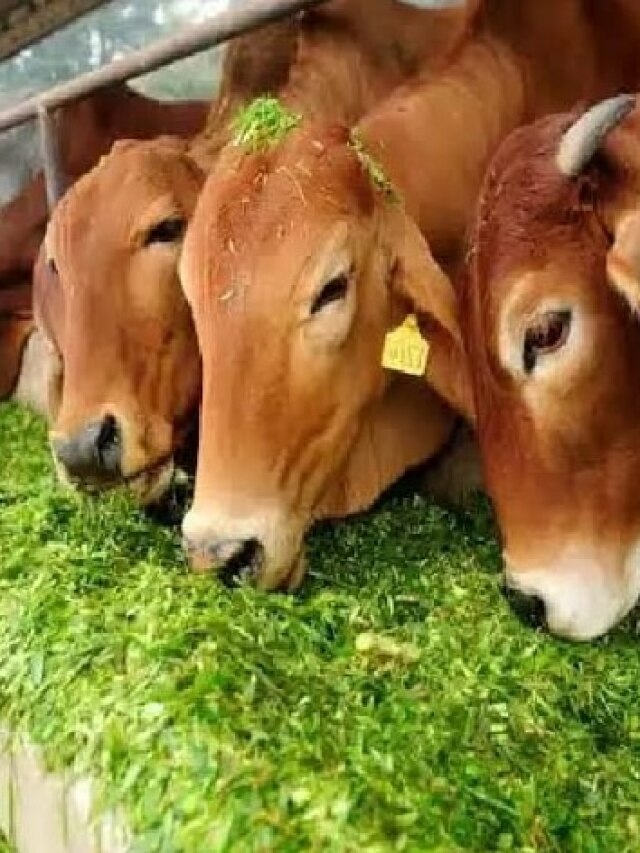 सर्दियों में गाय-भैंस को खिलाएं ये चारा, बढ़ जाएगा दूध उत्पादन