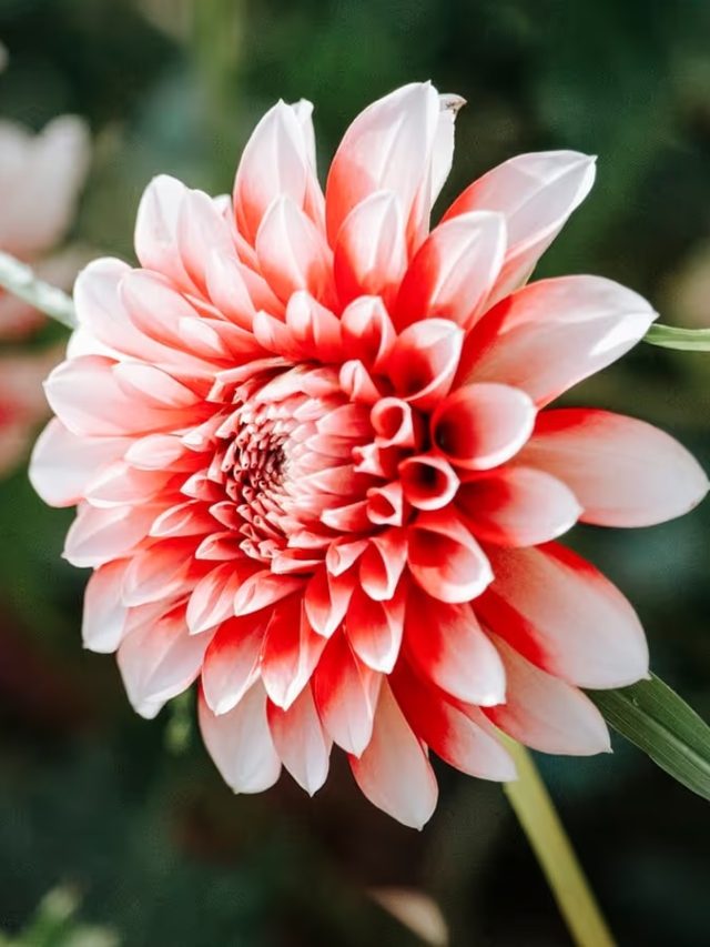 টবেই ফোটানো যাবে থোকা থোকা ডালিয়া, গোপন ট্রিকস