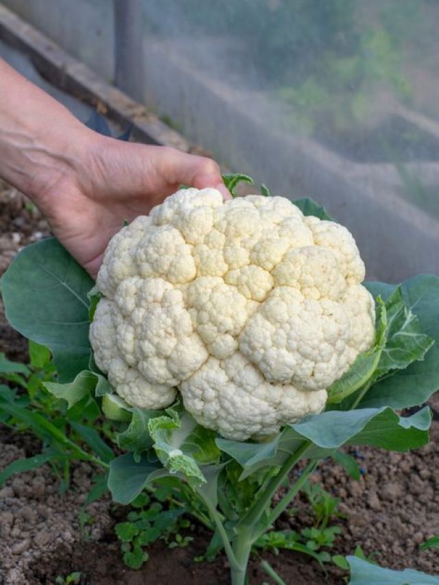 ग्रो बैग में आसानी से उगा सकते हैं फूलगोभी, फॉलो करें ये प्रोसेस