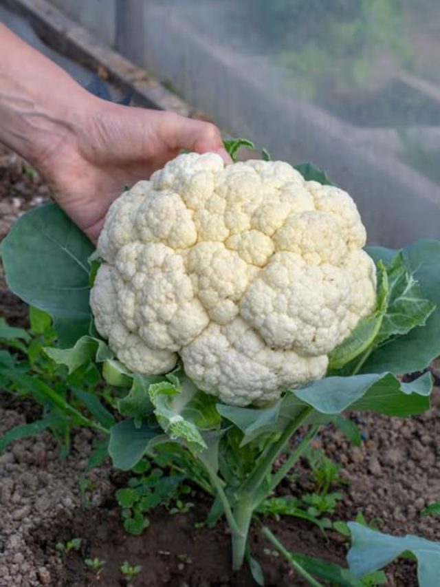 বাড়ির বাগানেই ভর্তি হবে তাজা ফুলকপি! চাষের ট্রিকস