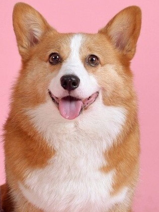 বাড়ির আশপাশে কুকুর কাঁদছে, কীসের ইঙ্গিত জানেন?