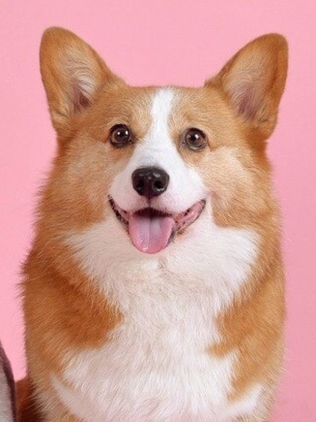 কুকুরের এই ৫ গুণ থাকা পুরুষেরাই মহিলাদের মন জুগিয়ে চলতে পারেন, বলছেন চাণক্য