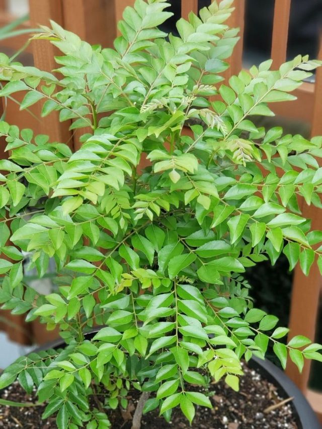 सर्दियों में रुक गई है करी पत्ते की ग्रोथ या घना नहीं हो रहा है पौधा? फटाफट करें ये काम