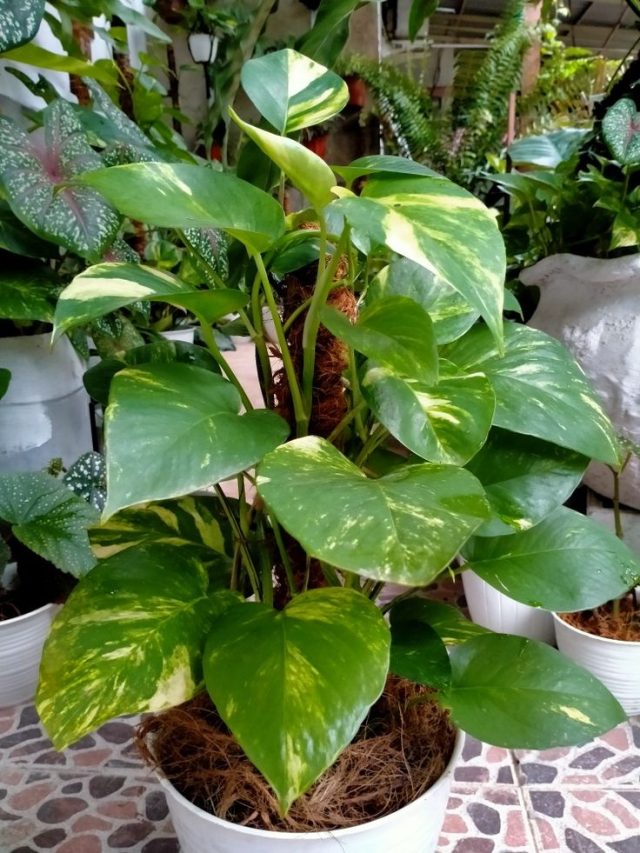 सर्दियों में मनी प्लांट को खराब होने से बचाने के लिए अपनाएं ये तरीका