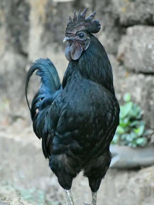 सर्दियों में शुरू करें कड़कनाथ मुर्गे की फार्मिंग, कुछ ही महीनों में बन जाएंगे लखपति