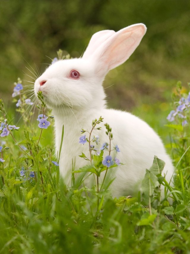 সহজে বড়লোক হতে চান? বাড়িতে আনুন এই ৩ প্রাণী