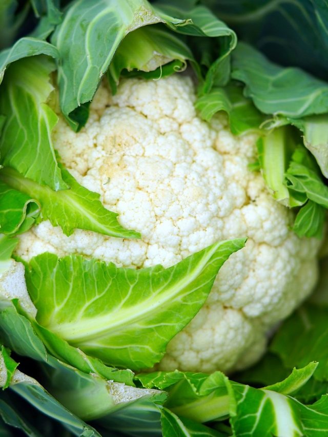 বাড়িতে প্লাস্টিকেই ফলান ফুলকপি, কাজে লাগান এই পদ্ধতি