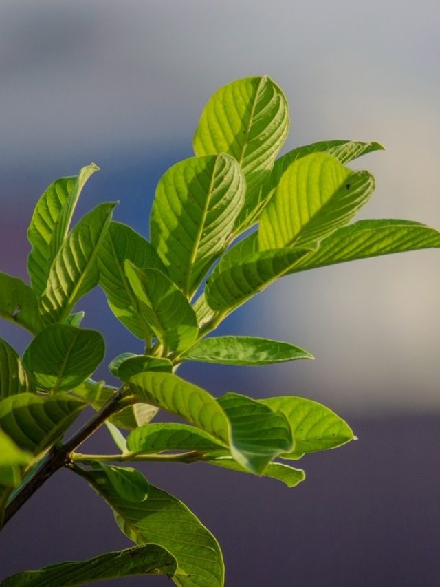 रोज सुबह अमरूद के पत्तों को ऐसे खाने पर पेट होगा अच्छे से साफ, वजन भी घटेगा