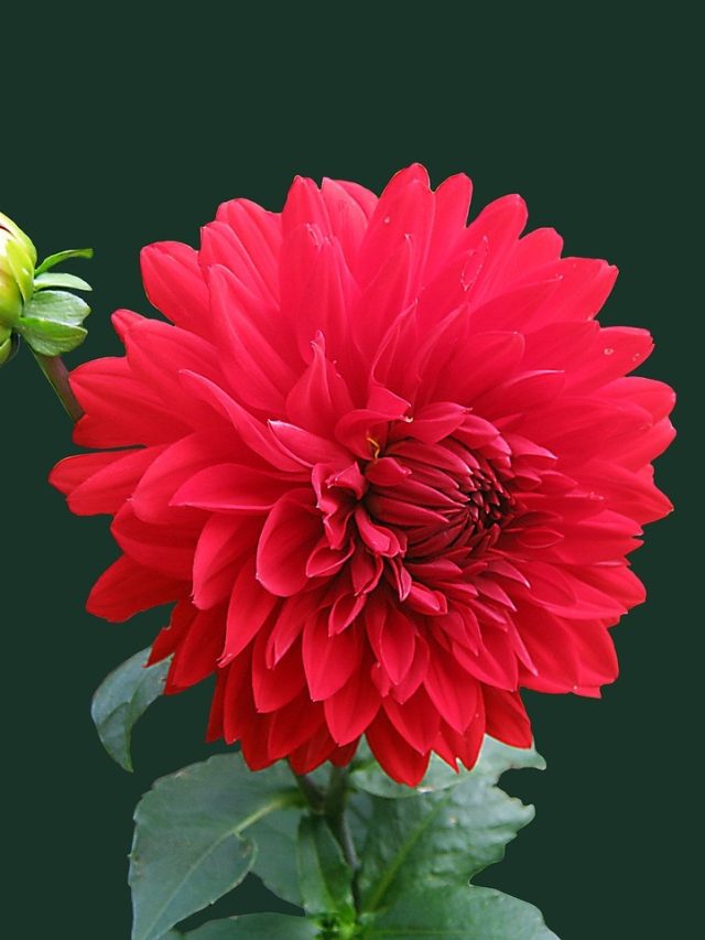 অল্পদিনে টবে কীভাবে ফোটানো যায় ডালিয়া? সিক্রেট টিপস