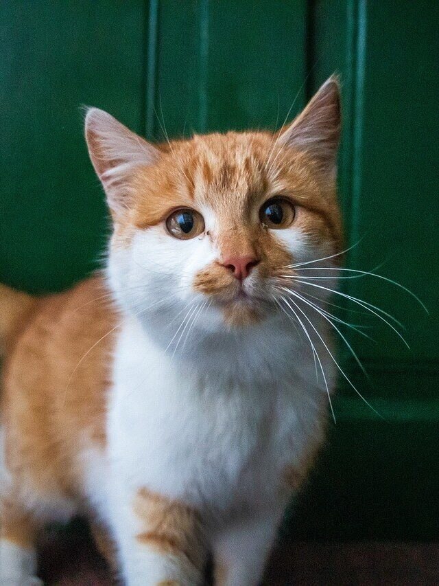 বাড়িতে হঠাৎ ঢুকে পড়েছে বিড়াল, কীসের ইঙ্গিত জানেন?