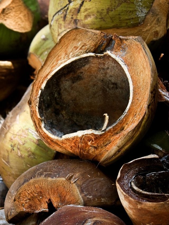 कितने रुपये में बिकते हैं आपके फेंके हुए नारियल के छिलके?