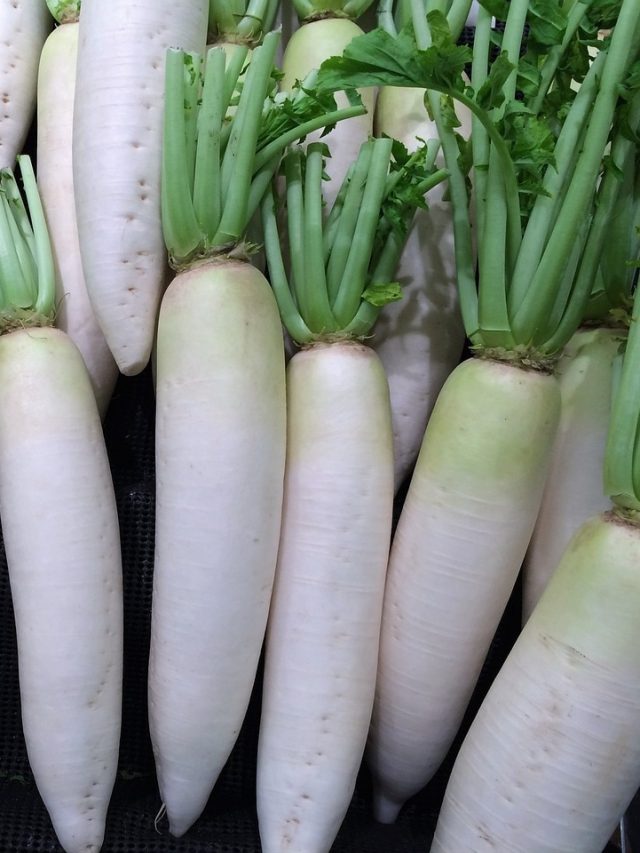 পেটে গ্যাস-বাজে গন্ধের ভয়ে মুলো এড়িয়ে চলেন? এভাবে খেলে সমস্যা হবে না